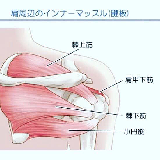 野球肩の主な原因部位